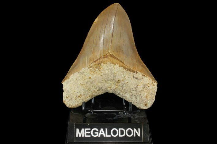 Serrated, Fossil Megalodon Tooth - Indonesia #149260